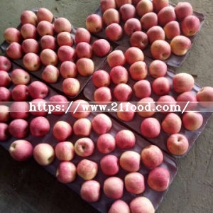 1 Layer Blush Fuji Apple with Good Color