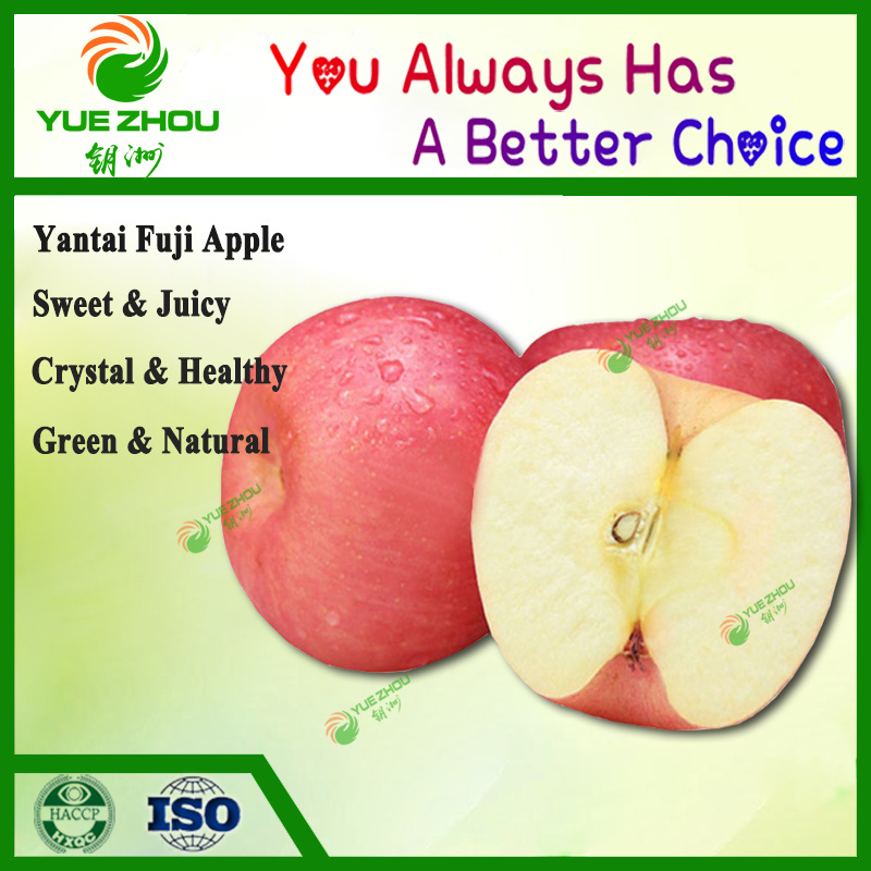 Exporting FUJI Apple Fresh Red Apple From China with Price