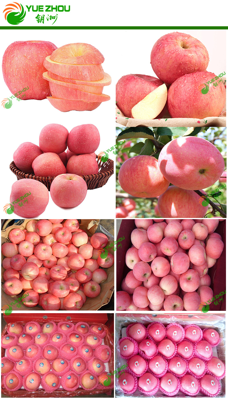 Exporting FUJI Apple Fresh Red Apple From China with Price