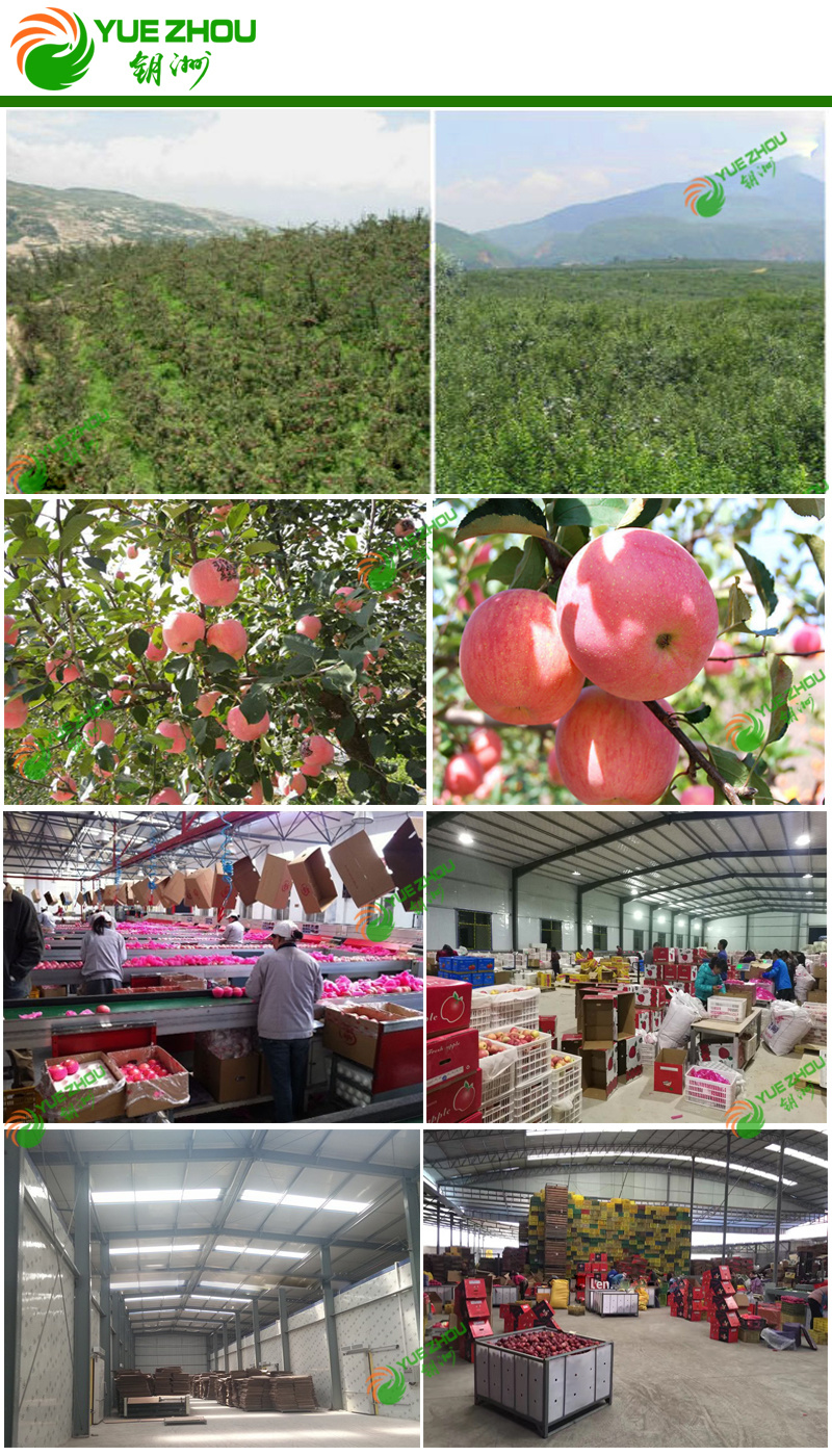 Exporting FUJI Apple Fresh Red Apple From China with Price