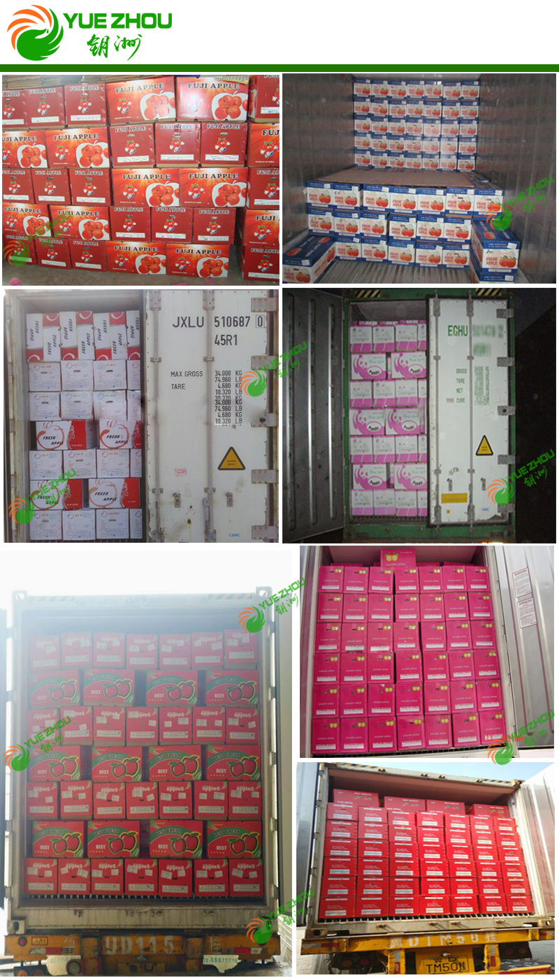 Exporting FUJI Apple Fresh Red Apple From China with Price
