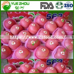 Exporting FUJI Apple Fresh Red Apple From China with Price