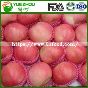 Exporting FUJI Apple Fresh Red Apple From China with Price