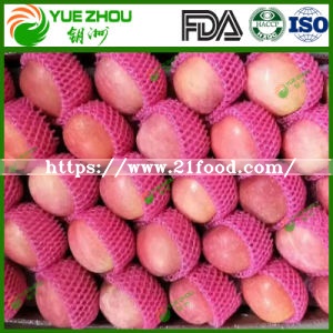 Exporting FUJI Apple Fresh Red Apple From China with Price