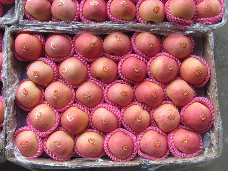 New Crop for Exporting Green Apple (72/80/88/100/113/125/138/150/163/175-198)