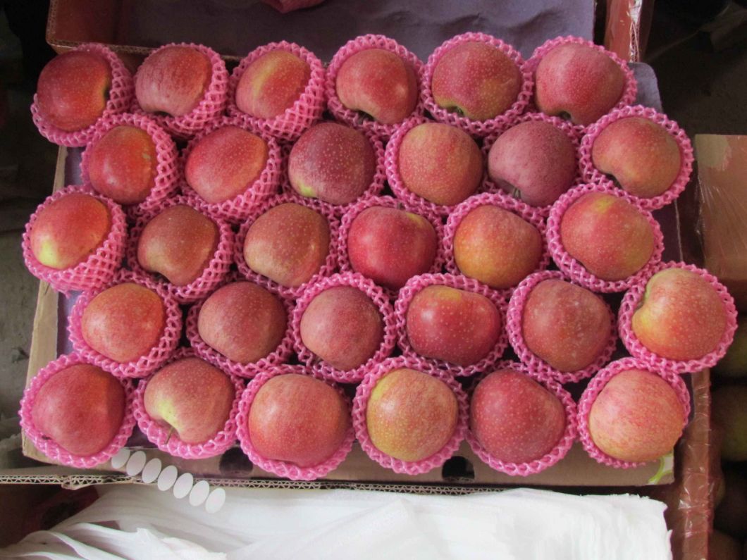 New Crop Exporting Standard FUJI Apple