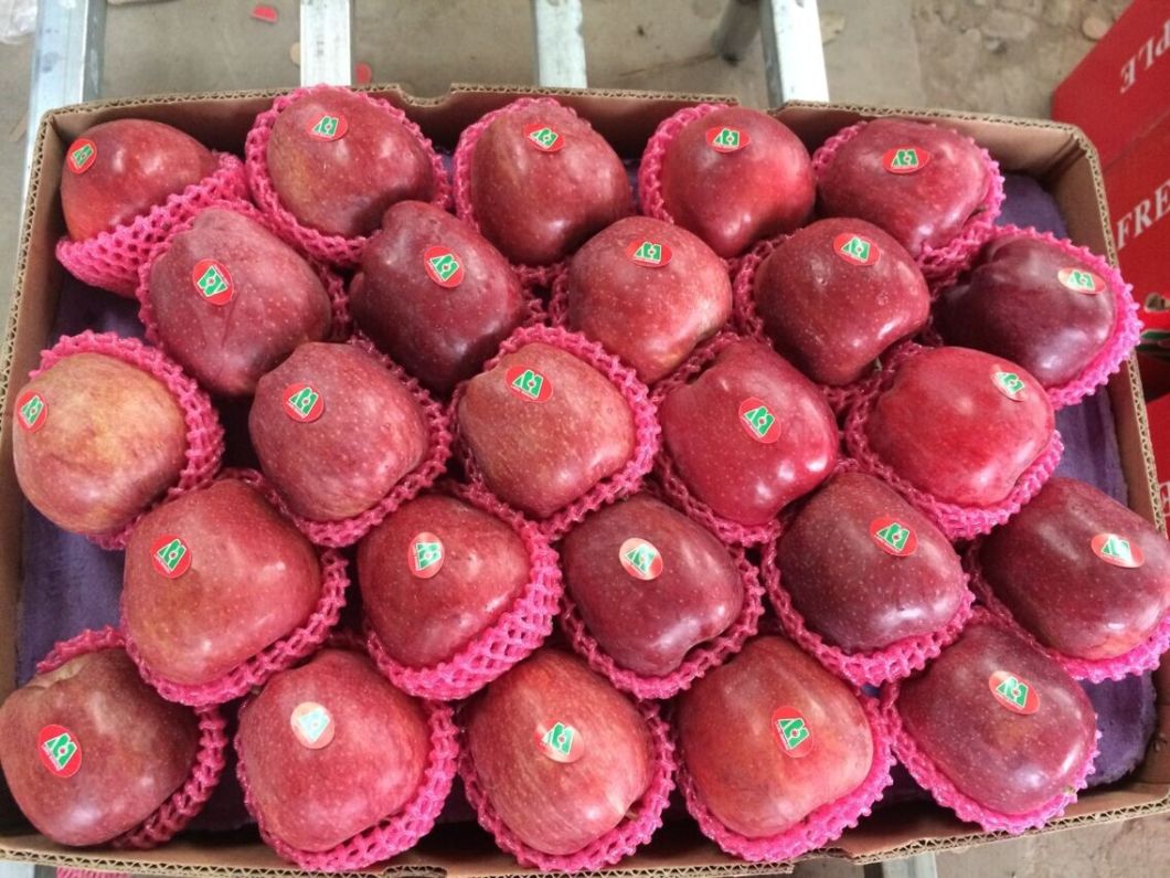 (RED: 70% AND UP) Competitive New Crop Apple