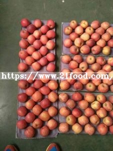 New Crop Exporting Standard FUJI Apple