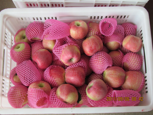 2018 Crop Best Quality FUJI Apple for EU Market