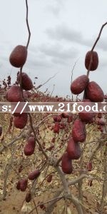 Best Quality Fresh Red Dates for Sale