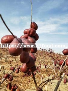 Best Quality Fresh Red Dates for Sale