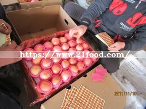 2018 Crop Best Quality FUJI Apple for EU Market