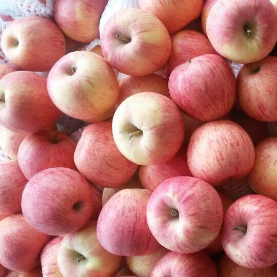 New Crop Red Qinguan Apple with Good Quality