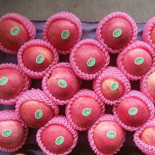 New Crop Qinguan Apple From Reliable Supplier
