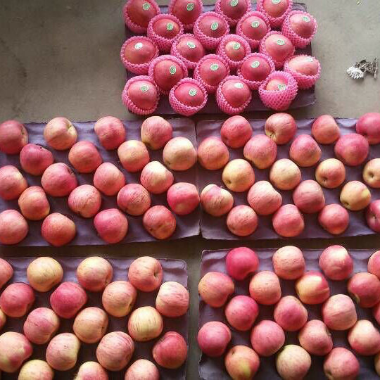 New Crop Qinguan Apple From Reliable Supplier
