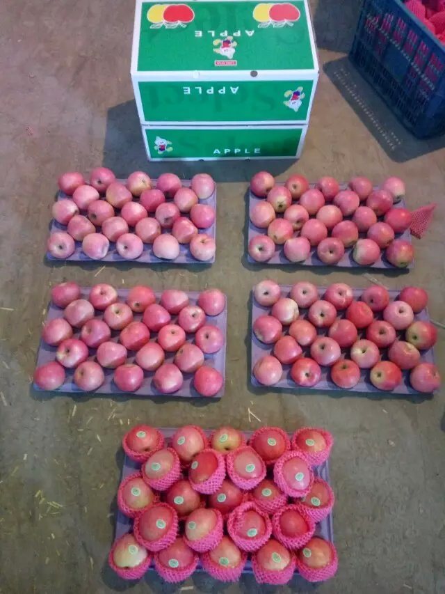 New Crop Qinguan Apple From Reliable Supplier