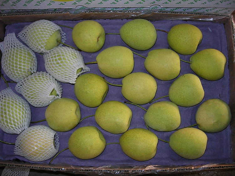 Fresh Juicy Green Shandong Pear