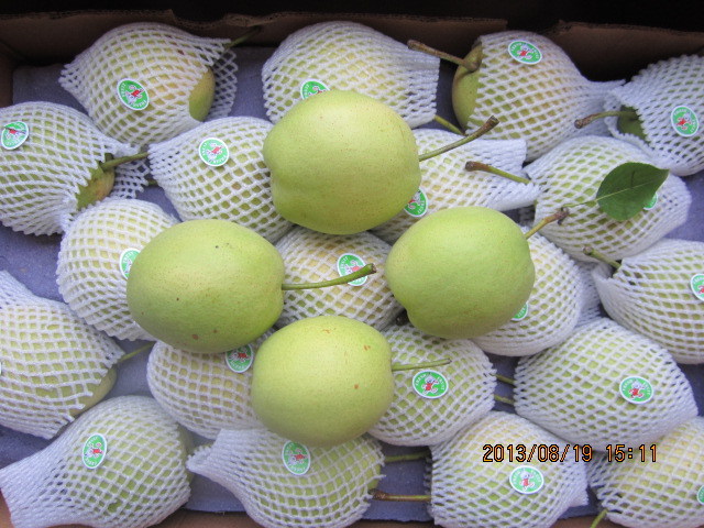Fresh Juicy Green Shandong Pear