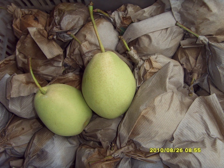 Fresh Juicy Green Shandong Pear