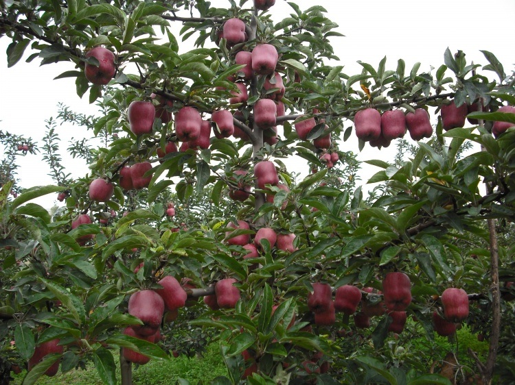Small Size Red Gala Apple in 20kg Carton