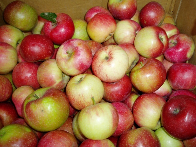 Small Size Red Gala Apple in 20kg Carton