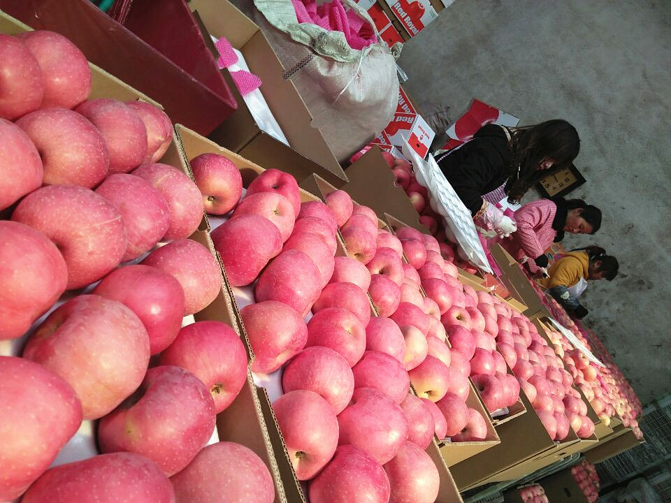 Best FUJI Apple at Competitive Price