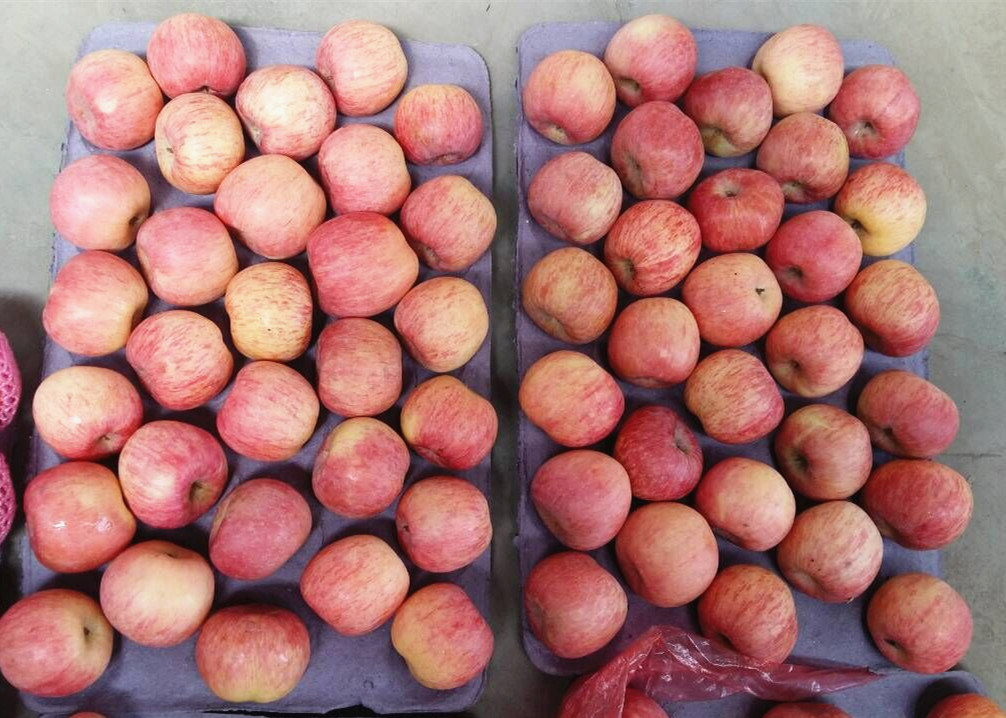 Best FUJI Apple at Competitive Price
