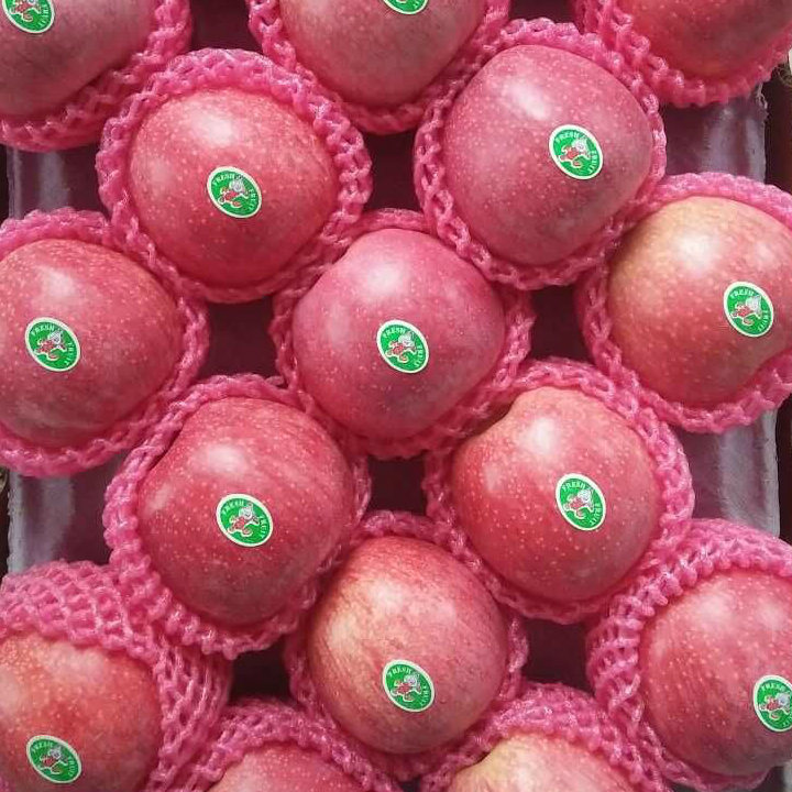 Good Quality of Fresh Red Qinguan Apple