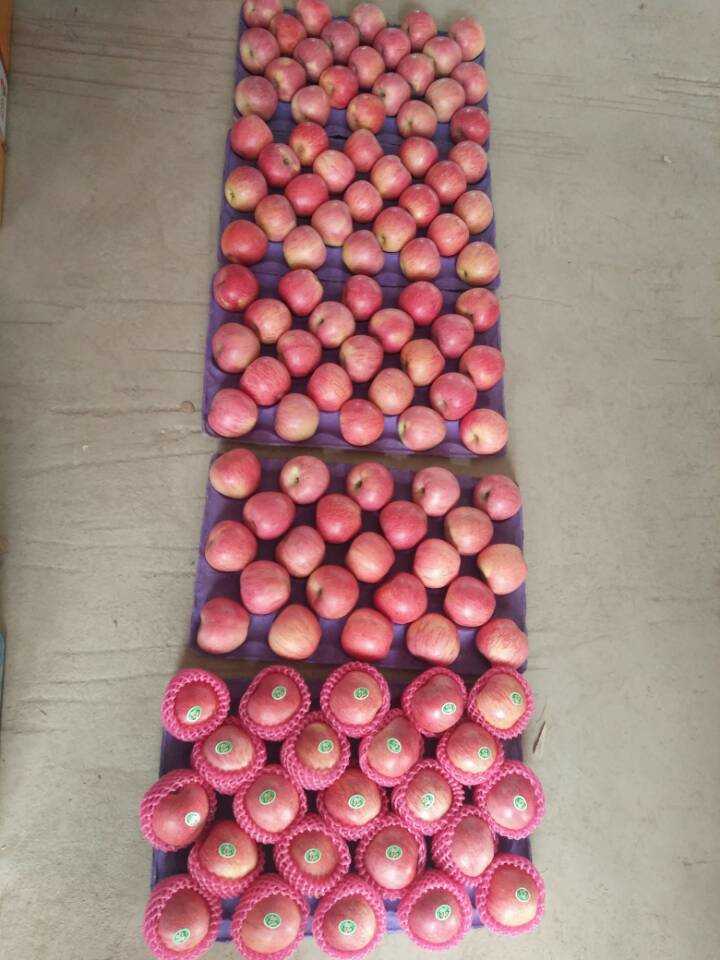 Good Quality of Fresh Red Qinguan Apple