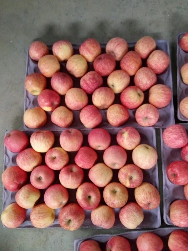 Fresh Red FUJI Apple with Global Gap