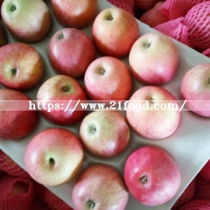 Fresh Qinguan Apple with Top Quality