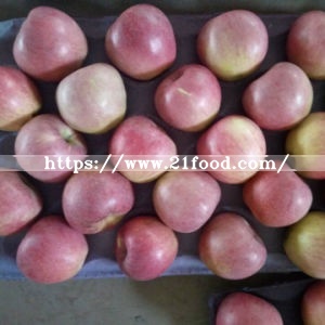 Fresh Qinguan Apple with Top Quality