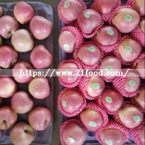 Fresh Qinguan Apple with Top Quality