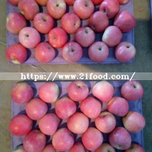 New Crop Red Qinguan Apple with Good Quality