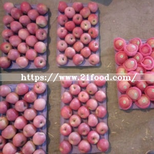 New Crop Red Qinguan Apple with Good Quality