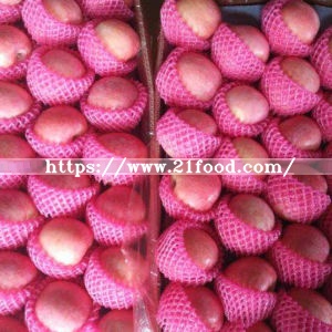 Top Quality Fresh Red FUJI Apple From Orchard