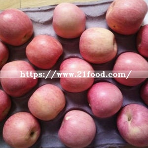Best FUJI Apple at Competitive Price