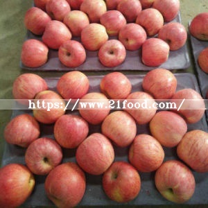 Good Quality of Fresh Red Qinguan Apple