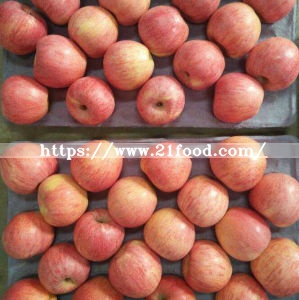 Good Quality of Fresh Red Qinguan Apple
