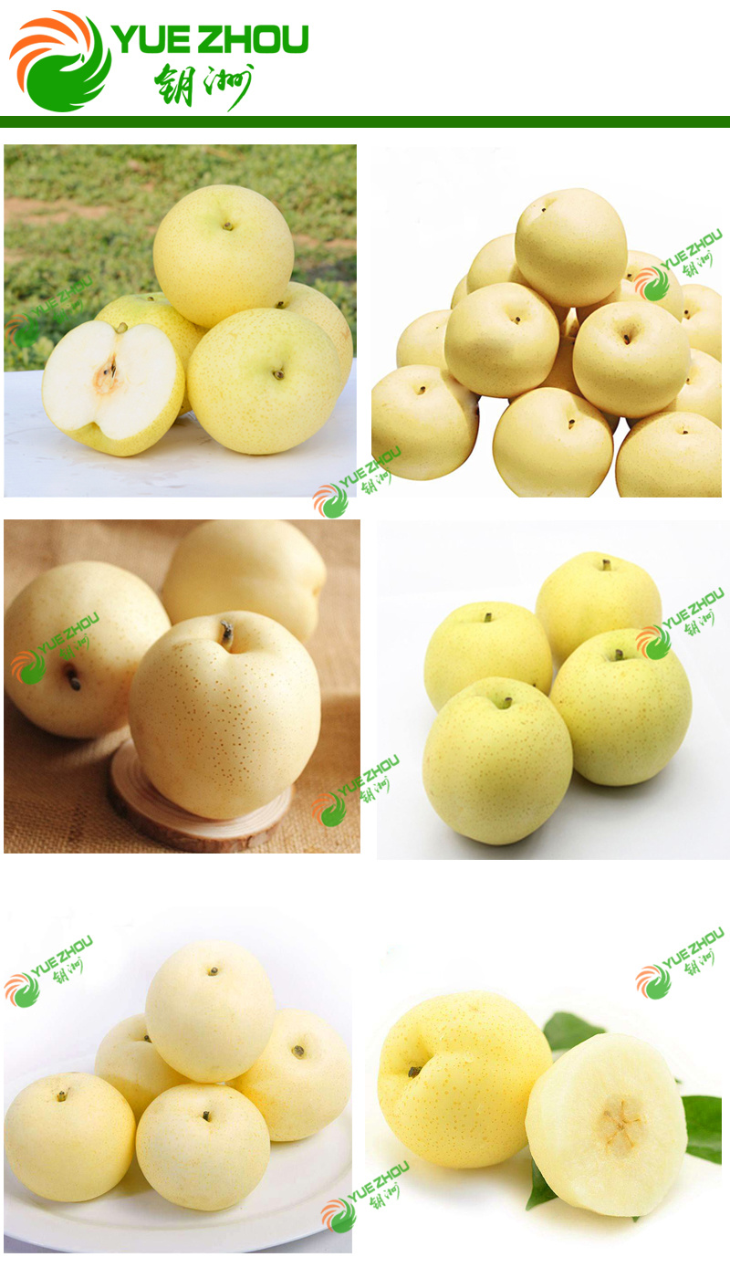 Top Sale Fresh Fruit Sweet Golden Pears with Juicy and Tasty