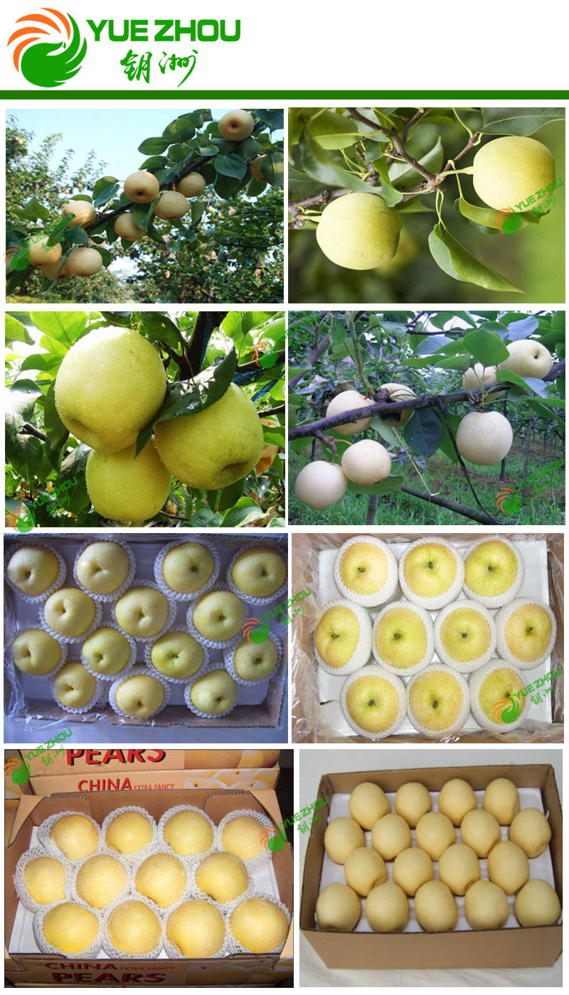 Top Sale Fresh Fruit Sweet Golden Pears with Juicy and Tasty