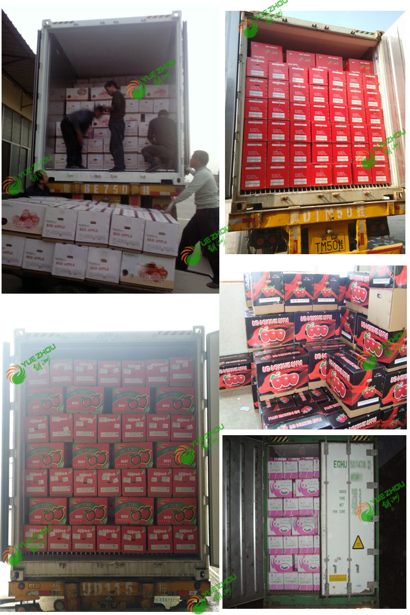 2018 New Crop Fresh Pear Golden Pear for Sale with Cheap Price