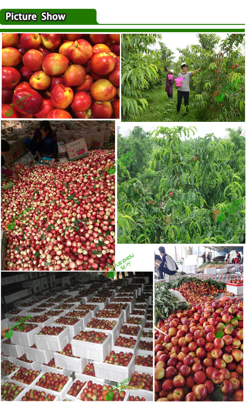 2019 New Crop Fresh Nectarines From Shandong China with Price