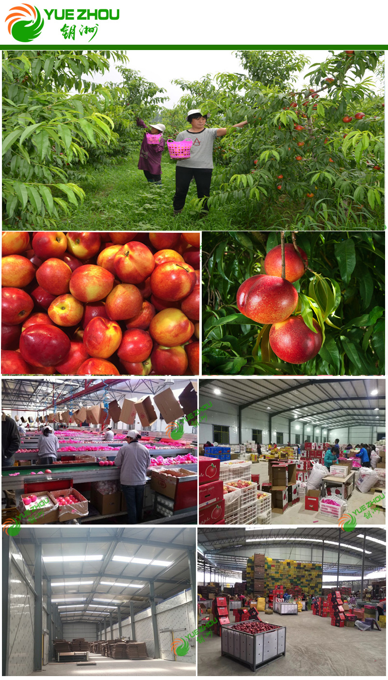 2019 New Crop Fresh Nectarines From Shandong China with Price