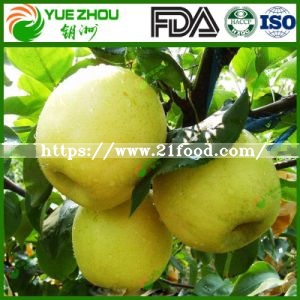 Top Sale Fresh Fruit Sweet Golden Pears with Juicy and Tasty