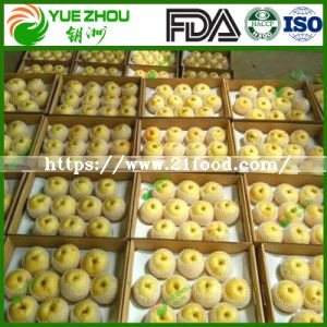 Top Sale Fresh Fruit Sweet Golden Pears with Juicy and Tasty