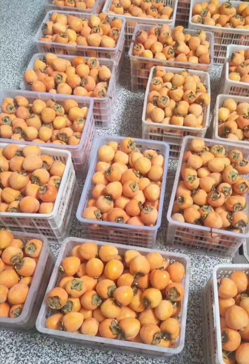 Dried Persimmon From Fuping
