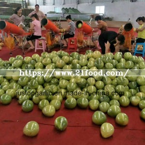 New Crop Honey Pomelo of Good Quality