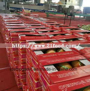 New Crop Honey Pomelo of Good Quality