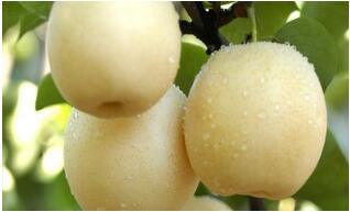 New Crop Exporting Standard Golden Pear